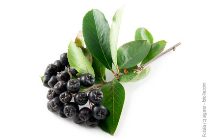 Cellin mit erlesenem Aronia und 39 Kräutern und OPC